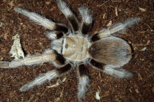 Aphonopelm hallcodess: photo spider, повна інформація Aphonopelm hallcodess: photo spider, повна інформація